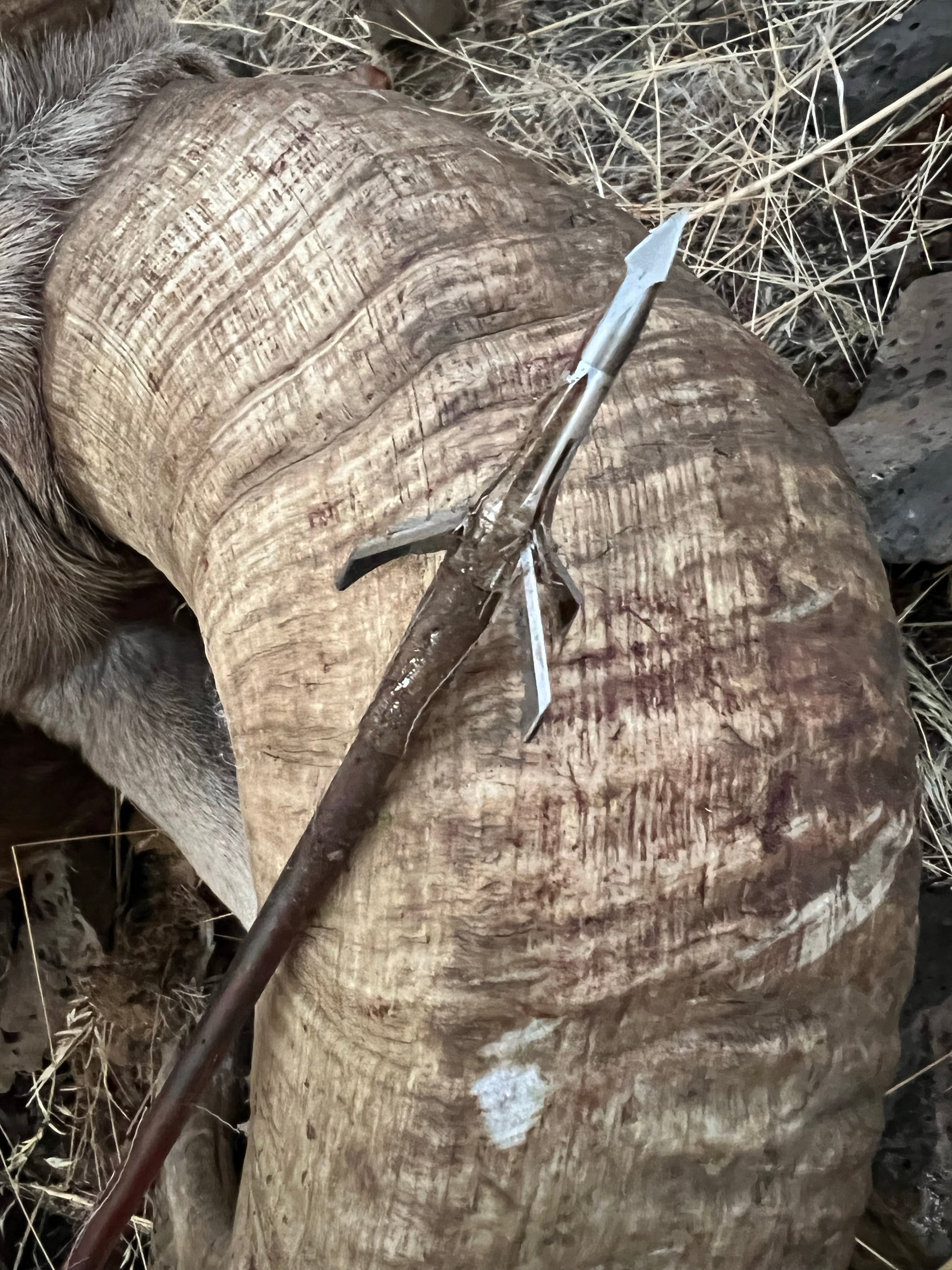 Broadheads